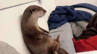 寝る前のカワウソが最上級に可愛い件について On the fact that otters are the cutest before bedtime