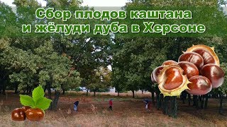 Чем занять детей осенью? Сбор плодов каштана и жёлуди дуба в Херсоне