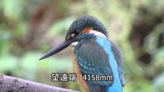 Nikon1でデジスコ　カワセミを撮る