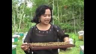 Budidaya Lebah Madu