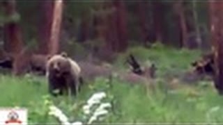 bear hunting.  охота на медведя прекрассная охота!!!
