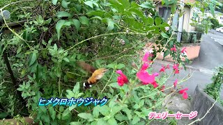新型コロナ外出注意 4K 静止飛行する蛾（ガ）「ヒメクロホウジャク　ホバリングしながら蜜を吸う蛾」スロー(1/10)再生動画 Gopro7 4k