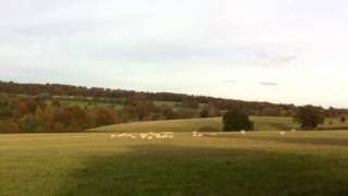 Herding sheep from the car window