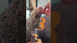 Rico Warming Up For Super Bowl Snacking - Cincinnati Zoo