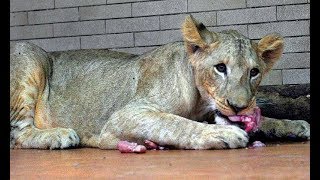 Lahore zoo loses third lion cub in a month