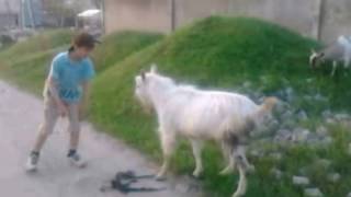 Битва Альфа самцов