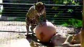 Jaguar playing with large ball