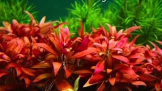 Alternanthera Reineckii - ROSAEFOLIA Care And Info Made Easy