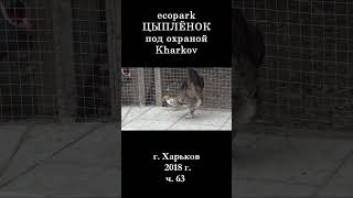  ЭкоПарк Харьков ч.63 / ЦЫПЛЁНОК под охраной / 2018 г. #shorts