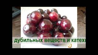 ЛАВРОВИШНЯ.коклюш, заболевания сердца, бессоннице; нервные возбуждения, эпилепсия.