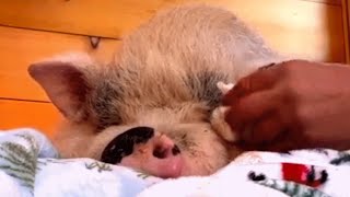 Blind pig is heartbroken when family abandons her
