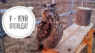 Филин Ёль негодует на коптер, кот Мурлок смотрит на закат и инспектирует совешню. Кутуша против