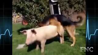 Dog vs Pig Mating Compilation by Funny Animals