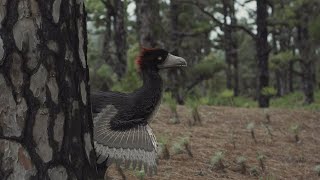 Anchiornis, a strange feathered creature from the Jurassic period
