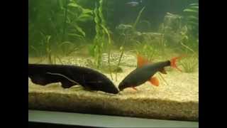 Biggest black ghost knife fish eating...