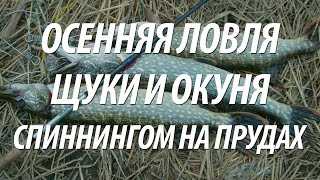 ЛОВЛЯ НА СПИННИНГ ЩУКИ И ОКУНЯ ОСЕНЬЮ. СПИННИНГОВАЯ РЫБАЛКА В НИЖНЕМ ПРИКАМЬЕ
