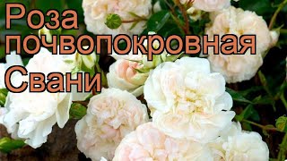 Роза почвопокровная Свани (rose cignus ustus cantat) ? Свани обзор: как сажать, саженцы розы Свани