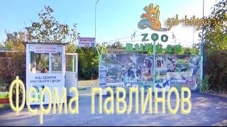 Экскурсии в Болгарии Ферма павлинов Бургас / Peacocks farm Burgas