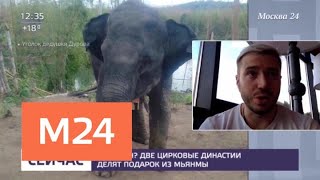 Две цирковые династии не поделили подарок из Мьянмы - Москва 24
