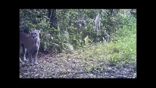 ANIMAL ACTIVITY IN FAKAHATCHEE   YouTube