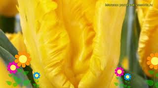 Тюльпан попугайный Йоко Пэррот. Краткий обзор, описание характеристик Yoko Parrot