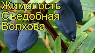 Жимолость съедобная Волхова. Краткий обзор, описание характеристик lonicera edulis Volhova