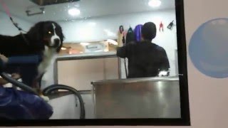 Fabricacion diseño asesoría unidadmovil spa canino