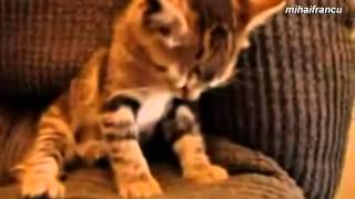 КОТЫ СМЕШНО ЗАСЫПАЮТ !!!ПОДБОРКА ПРИКОЛЫ
