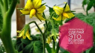 подкормка томатов во время цветения.