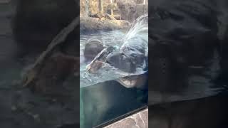 Fritz and Fiona Playing With a Log - Cincinnati Zoo #shorts