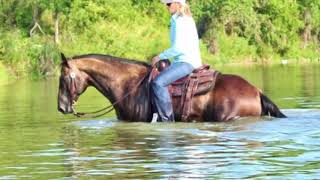 “Smokey” - 11 yo AQHA gelding