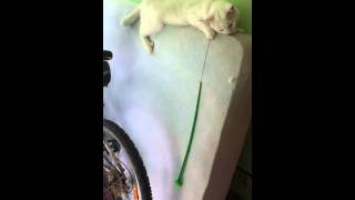 JACK THE WHITE PANTHER