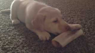 Cutest Tiny Puppy with Bone // 23
