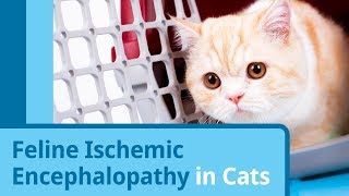 Feline Ischemic Encephalopathy in Cats