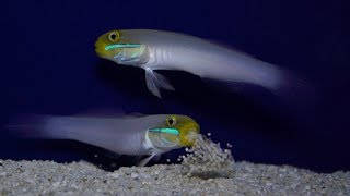 Valencianea fishes filtering sand
