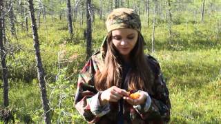 Северная  ягода  морошка,  солнечная  ягода  болот.