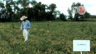 360TV "CON LOS PIES EN LA TIERRA" SIEMBRA DE FRIJOL TEMPORAL