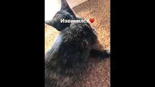 Автор видео про студентов, жаривших кота в духовке, наслаждается славой (chto_za_nick / Instagram)