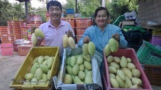ดกยันยอด มะม่วง พี่แดงแหว๋ว ที่เพชรบูรณ์ mango