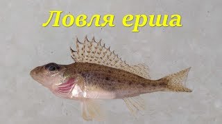 Ловля ерша