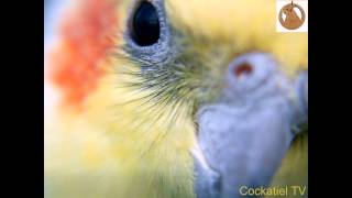 Обучение кореллы петь песню из м/ф Woody Woodpecker. Teaching cockatiel.
