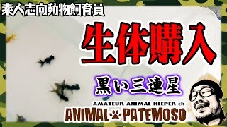 黒い三連星登場!!生体再購入したのだ!! 【金魚・Goldfish】
