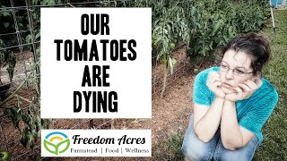 Our Tomatoes are dying | Bacterial Wilt and how you can tell