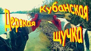 Ловля щуки в октябре на Кубани. Ежегодный осенний выезд.