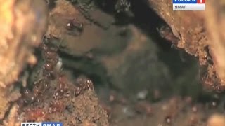 В центре Нового Уренгоя поселились рыжие лесные муравьи