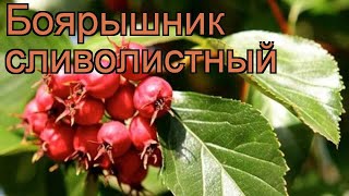 Боярышник сливолистный (crataegus) ? сливолистный боярышник обзор: как сажать, саженцы боярышника