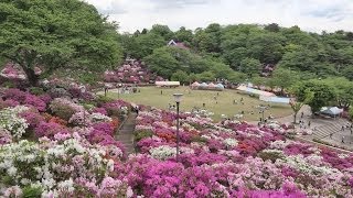 4K 北陸最大のツツジの名所　西山公園