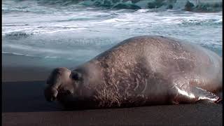 Ein Sommer Mit den Killerwalen (L'art de vivre d'une baleine tueuse)