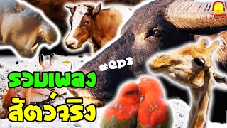 รวมเพลงสัตว์โลกตัวเป็นๆ ตัวจริง 10 ตัว EP3 ควาย ปูดำ นกแก้ว ม้า แมงมุม ยีราฟ วัว หมู ฮิปโป