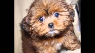 Watch a Shorkie puppy grow :-)